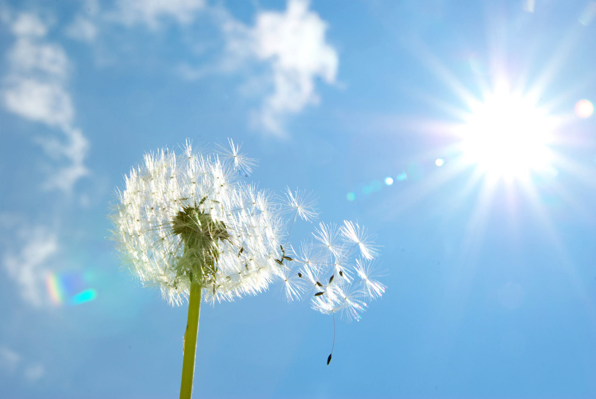 Nahaufnahme einer Löwenzahn-Umsaat mit Samen vor klarem Himmel und strahlender Sonne.